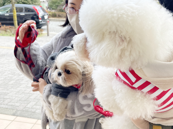 カコの元モデル犬、里親さんと来校♪